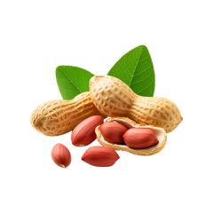Groundnut Oil